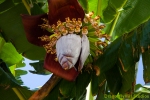 Banana Flower and Bees
